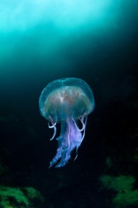 'Jellyfish in the Blue Sea of Sula Sgier' by Richard Shucksmith 