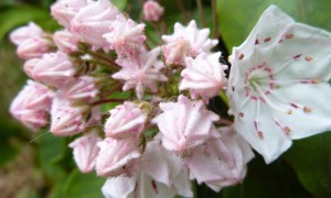 Image of Isabella Plantation