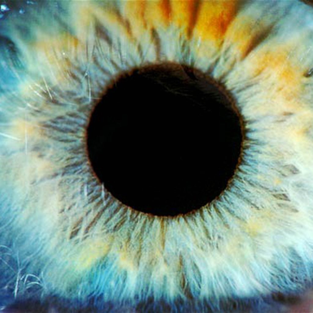 the pupil and iris of the eye